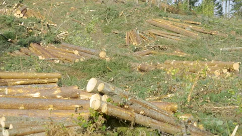 The scattered small tree trunk on the hill Stock Footage 142957475