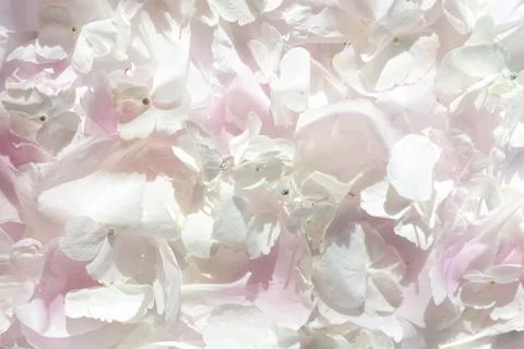 Scattered on the surface of the petals of white hydrangea and pink peony. Stock Photos