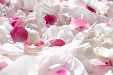 Scattered on the surface of the petals of white hydrangea, pink rose and pink Stock Photos