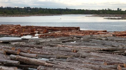 Scattered Timber Logs Floating on Serene Lake at Dusk Stock Footage 274464049