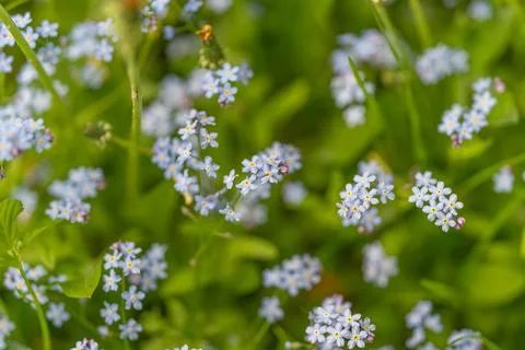 Scattered tiny blue flowers floating across soft green field, gentle motion s Stock Photos