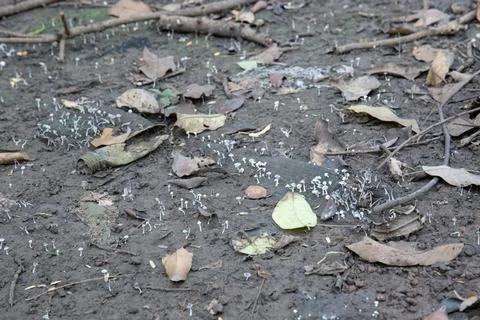 Scattered Tiny White Mushrooms on Damp Soil with Dry Leaves Stock Photos