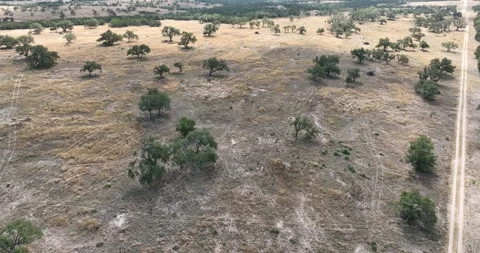 Scattered Trails in Dry Grass Drone Aerial View Kerrville Texas USA 스톡 동영상 335731682