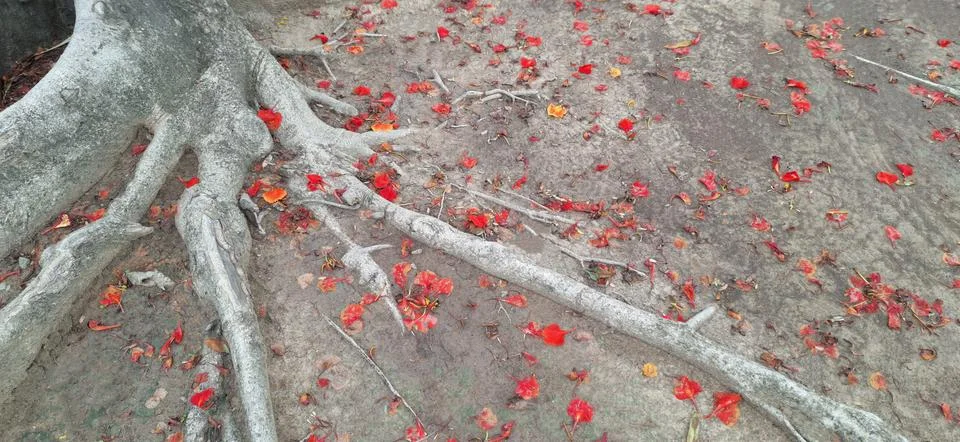 Scattered tree root. Stock Photos