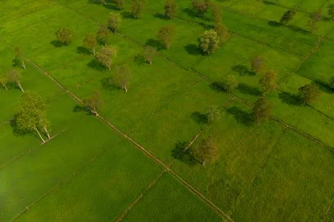 Scattered trees in green rice fields, Laos Stockfoto's