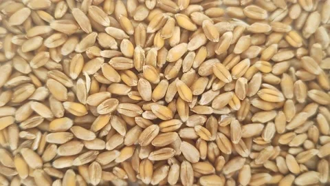 Scattered wheat close-up Stock Footage 167234247