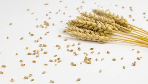 Scattered wheat grains on a white background. Ears of wheat, focus on wheat 库存照片