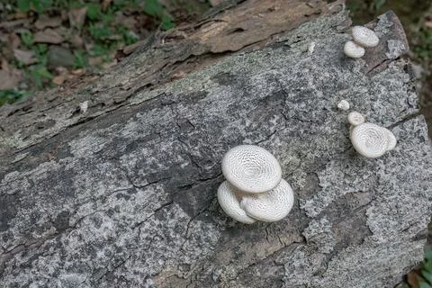 Scattered White Mushrooms on a Log from an Elevated View Stock Photos