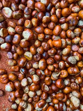Scattering of chestnuts without shells on an orange background Stock Photos