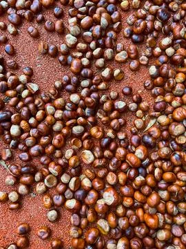 Scattering of chestnuts without shells on an orange background Stock Photos