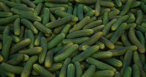 A scattering of cucumbers. Background with vegetables Stock Photos