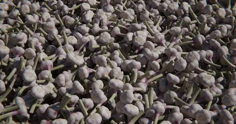 A scattering of garlic. Background with vegetables Stock Photos