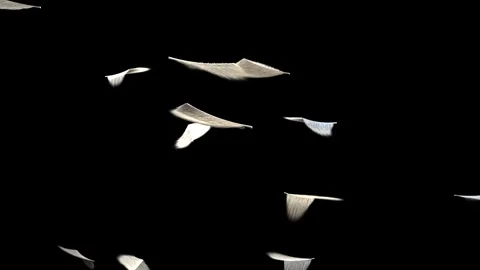 Scattering pale petals drifting flipping fluttering down on transparent backdrop Vídeos de archivo 346156757