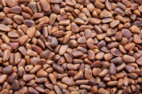 A scattering of pine nuts, generous gifts of the forest Stock-Fotos