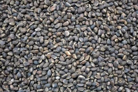 A scattering of pine nuts in the peel on the counter on the market Stock Photos