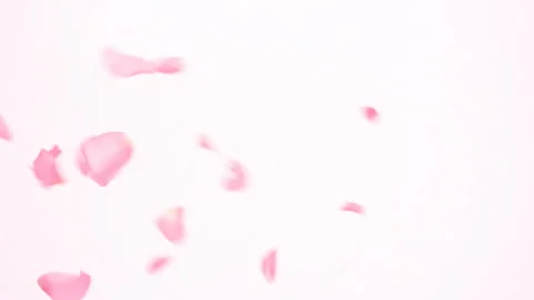 Scattering Pink Rose Petals Stock Footage 327403162