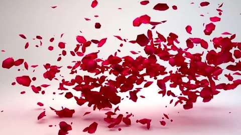 Scattering of rose petals 4k animation Stock Footage 251140469