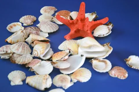 A scattering of shells with a red starfish in the center on a blue background Stock Photos