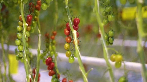 A scattering of small tomatoes on a branch, a scattering of flowers in a picture Видео 267673307