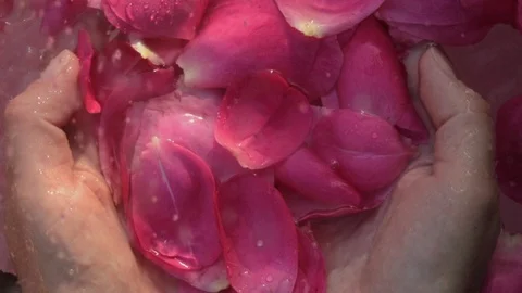 Scattering of small water drops falling on rose petals in woman hands 動画素材 111419794