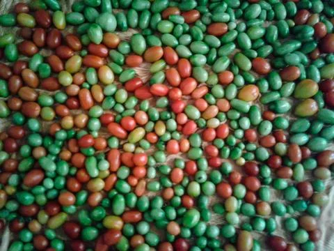 A scattering of tomatoes Stock Photos