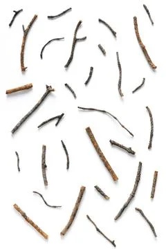 Scattering of various dry pine branches on a white background. Top view, flat Stock Photos