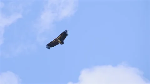Scavenger Bird Gliding Above Clouds Stock Footage 309858769