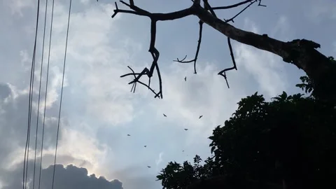 Scavenger birds flying in dramatic evening sky over forest with a dead tree Stock Footage 340151444
