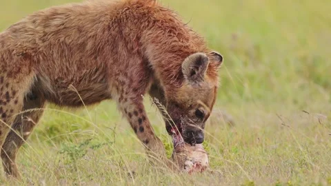 Scavenger Hyena feeding on the bones of | Stock Video | Pond5