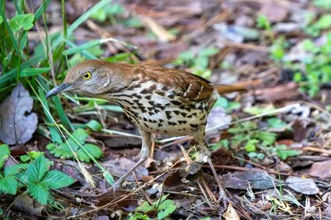 Scavenging Bird Stock Photos