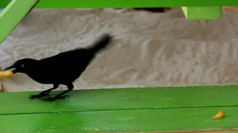 Scavenging Grackles Stock Footage 12016816