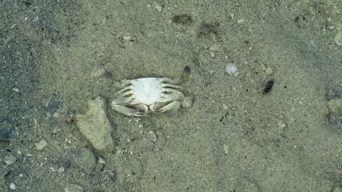 Scavenging Hermit Crabs Gathering Around Dead Shore Crab at Low Tide Stock Footage 337092469