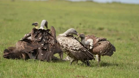 Scavenging Vultures Gathering Around a Carcass in the African Wilderness Stock Footage 345836009