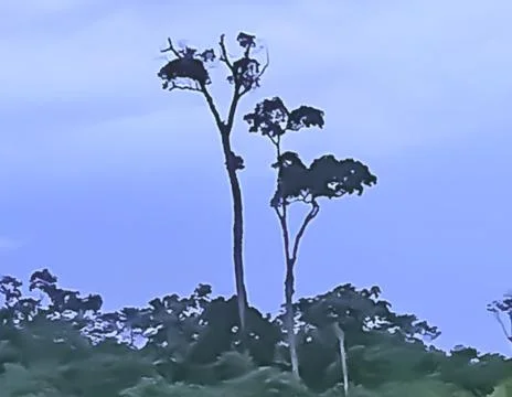 The sceanery of trees Stock Photos