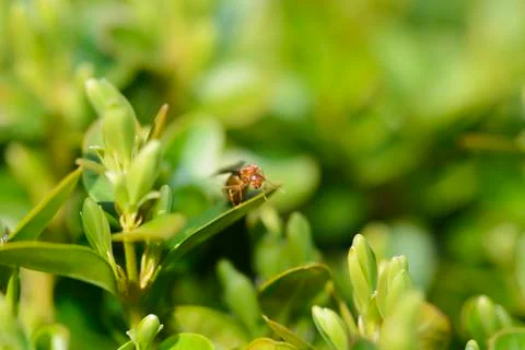 Sceliphron in a boxwood Stock Photos
