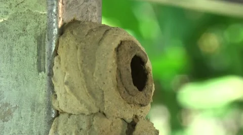 Sceliphron's nest Stock Footage 44066686