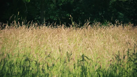 Scene across a sun drenched wild grass meadow swaying in the breeze. 4K tripod Stock Footage 205330559