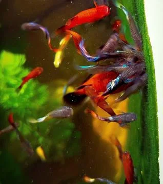 Scene in aquarium. Stock Photos