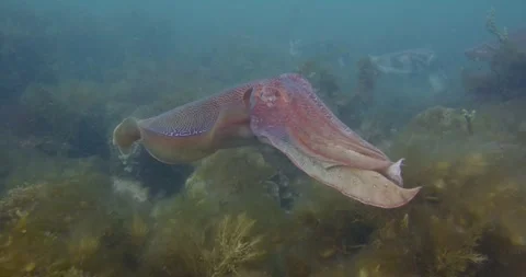 Scene Of Australian Cuttlefish Aggregation Stock Footage 317059937