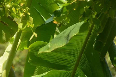 Scene of a banana tree that grows in the yard of the house. Banana trees ca.. Stock Photos
