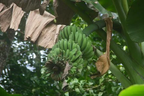 Scene of a banana tree that grows in the yard of the house. Banana trees ca.. Stock Photos