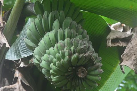 Scene of a banana tree that grows in the yard of the house. Banana trees ca.. Stock Photos