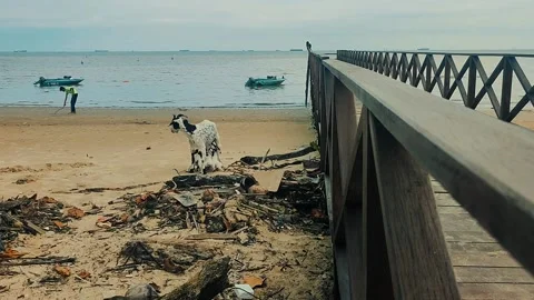 Scene at the beach Stock Footage 218999770