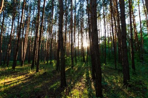 Scene of beautiful sunset at summer pine forest with trees and grass Stock Photos