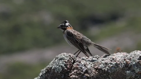 Scene of bird standing on a rock singing. Zonotrichia capensis Видео 118659506