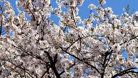 A scene of blue sky and cherry blossoms in full bloom. Stock Footage 335921283