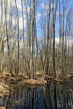 Scene with bog in forest Stock Photos