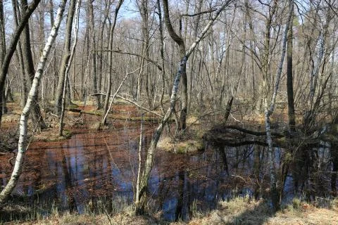 Scene on bog in forest Stock Photos