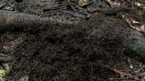 Scene of a bunch of Army ants close to an old trunk. Stock Footage 99805992