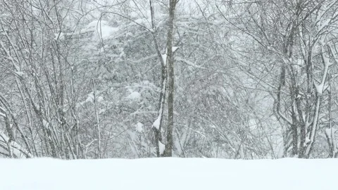 Scene of bushes and trees during snowfall Stock Footage 86010556
